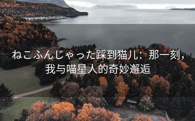 ねこふんじゃった踩到猫儿：那一刻，我与喵星人的奇妙邂逅