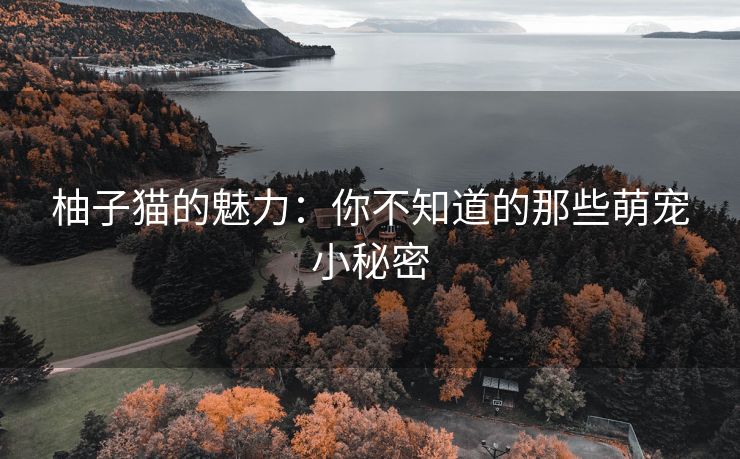 柚子猫的魅力：你不知道的那些萌宠小秘密
