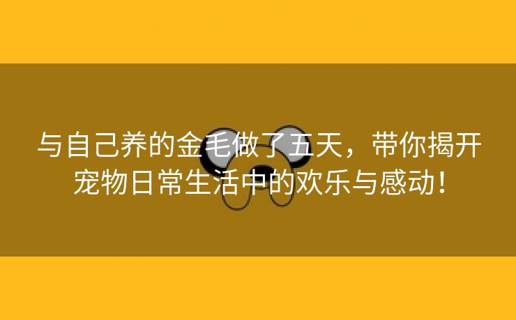 与自己养的金毛做了五天，带你揭开宠物日常生活中的欢乐与感动！