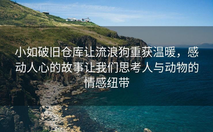 小如破旧仓库让流浪狗重获温暖，感动人心的故事让我们思考人与动物的情感纽带